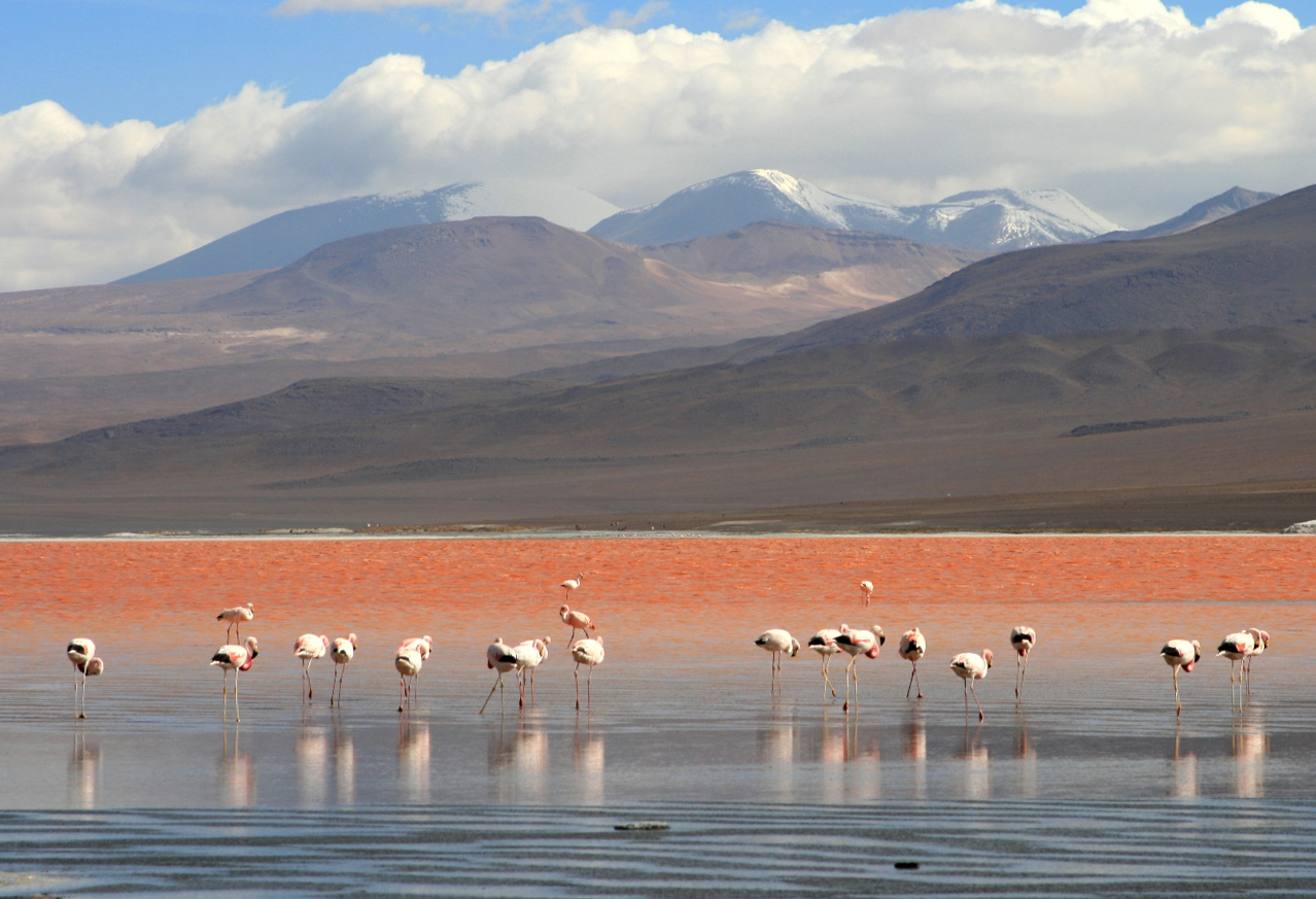 Flamingos_en_la_Laguna_Colorada,_Uyuni,_Bolivia